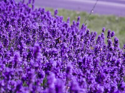 Lavender Fields Whipped Body Butter